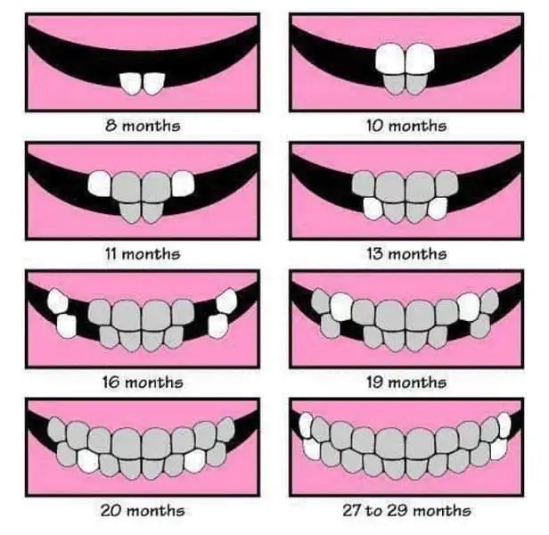 شرح مراحل نمو وتطور الأسنان عند الأطفال
